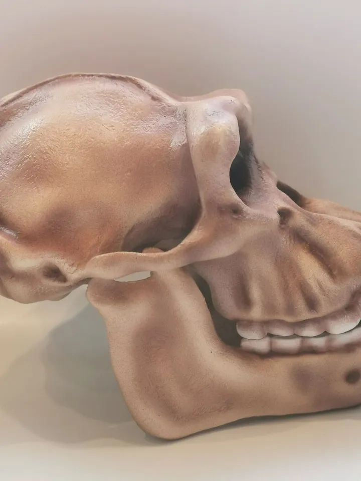 Chimpanzee Skull, Monkey Skull, Skull Replica, Museum Quality Anthropology Primate Model