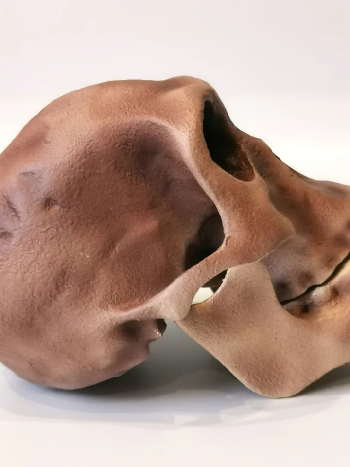 Homo Habilis Skull Replica, Prehistoric Fossil Collection, Realistic Hominid Skull