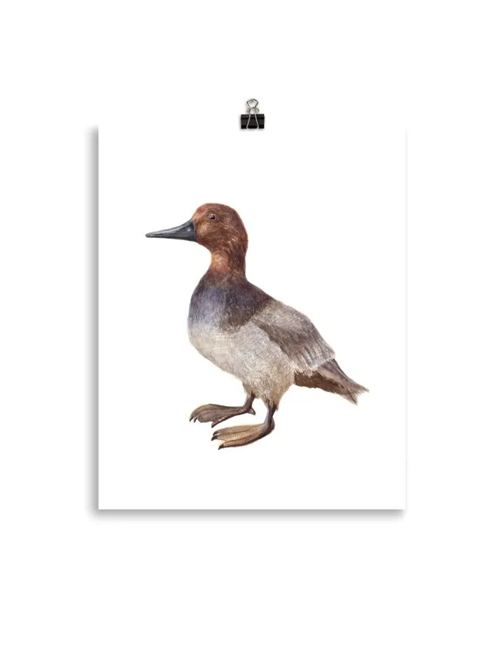 Mallard Duck Watercolor Painting Print, Vintage Duck Print, Duck Painting, Duck Decor, Birds Lovers, Dock Gifts, Duck Illustration, Wood Art