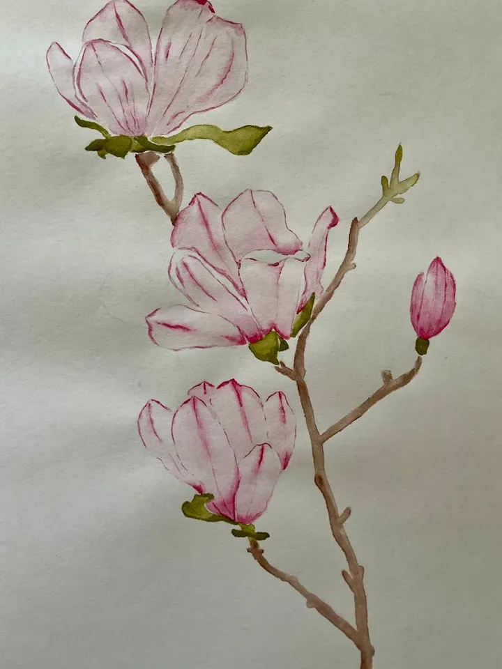 Pink magnolia flower art. Flowers painting classic watercolor paintings. Original watercolor painting.