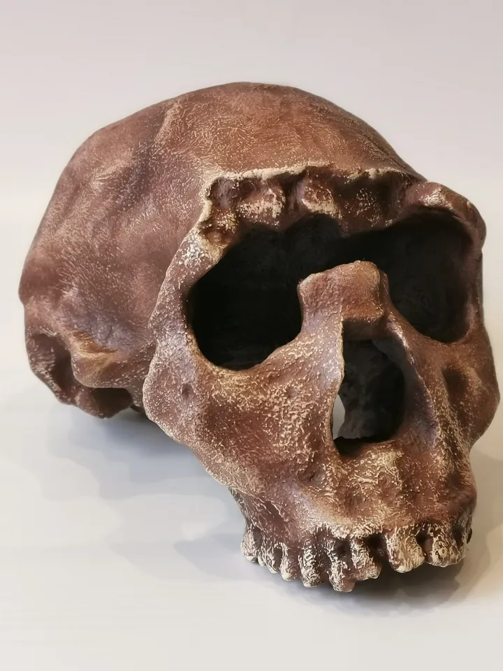 Homo Ergaster Skull Replica Turkana Boy, Prehistoric Fossil Collection, Realistic Hominid Skull, Museum Quality