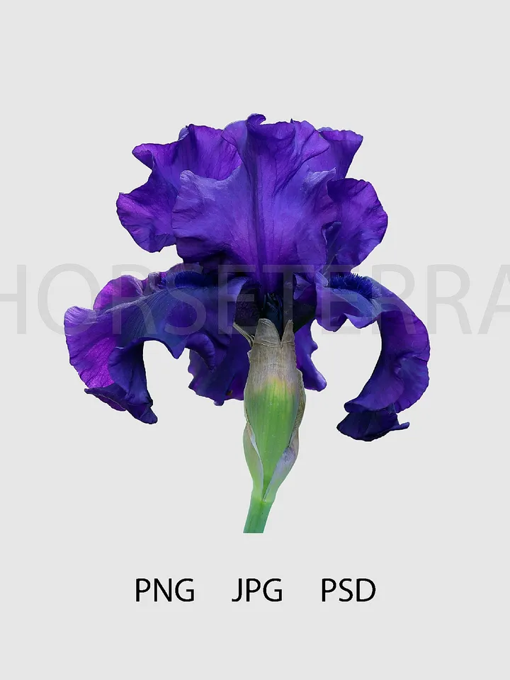 Iris flower.Blue iris. PSD file. File for printed