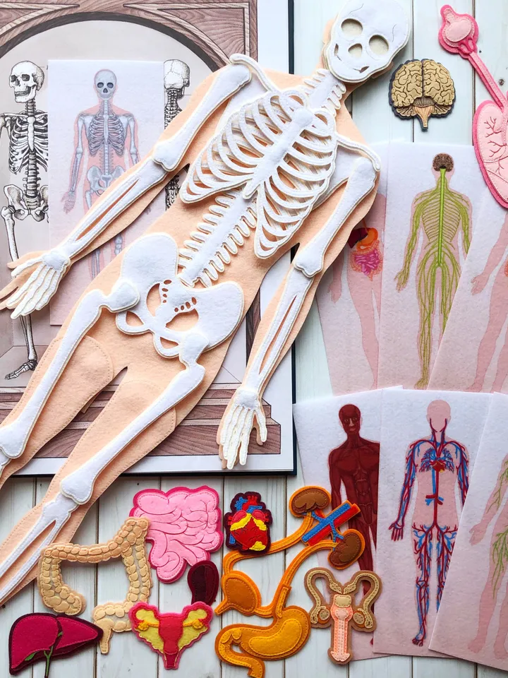 Anatomy board, FULL SET (skeleton and organs),Extra Large Human Anatomy, Medical Human body, Montessori science play set