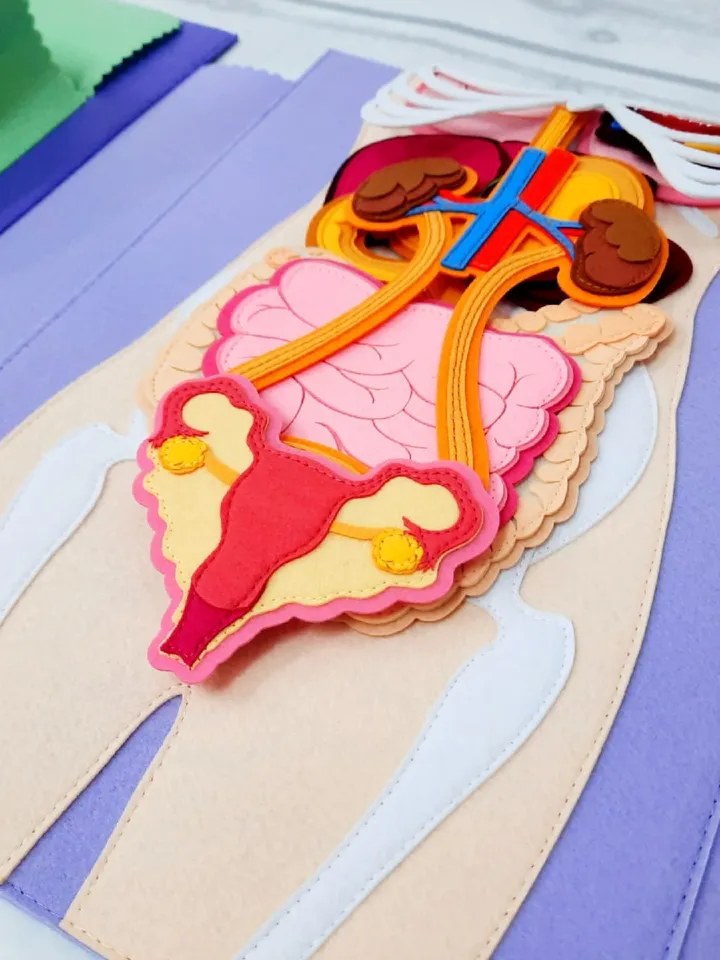 Full set of realistic (skeleton and organs) Human anatomy, Medical model, Human body for kids, Science Montessori