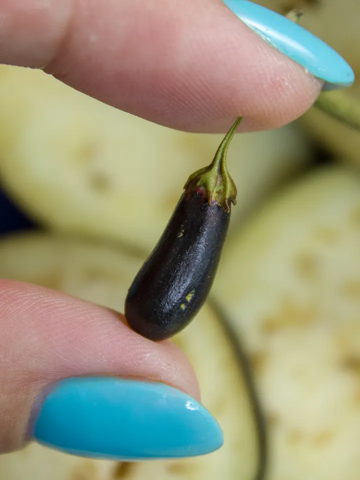 TUTORIAL Miniature eggplant with polymer clay