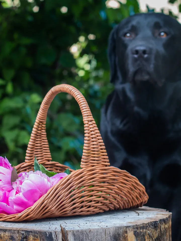 French wicker basket Small oval basket Wedding flowers basket Flat oval basket with handle
