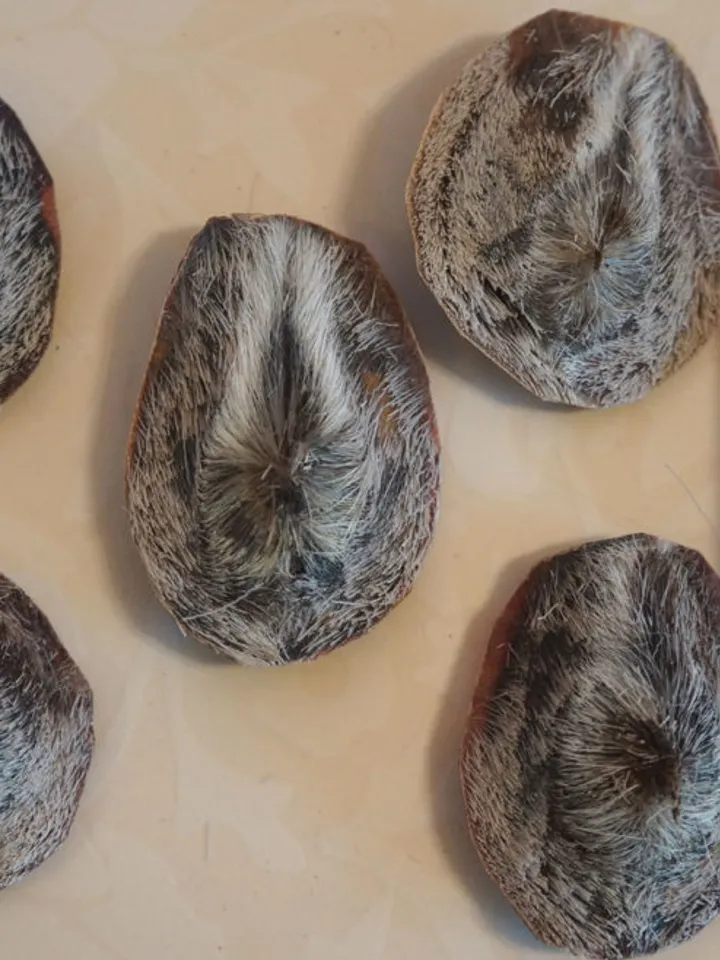 Musk musk deer (pure) 1 gram