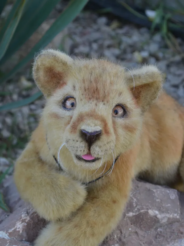Lion cub