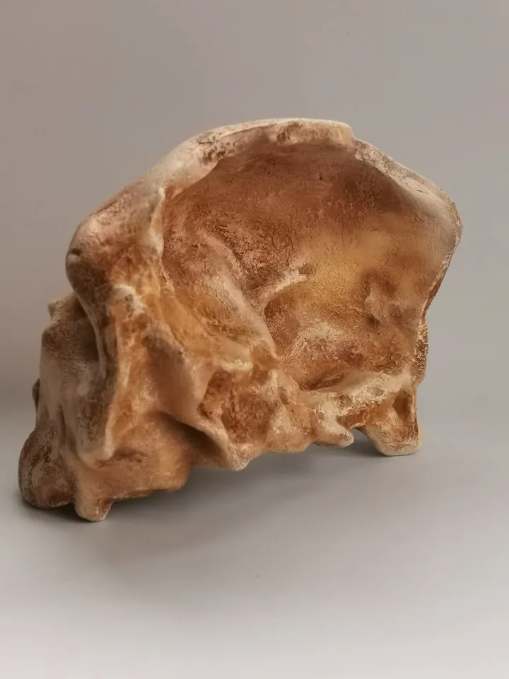 Homo Neanderthal from Gibraltar 1 Skull Replica, Prehistoric Fossil Collection, Realistic Hominid Skull, Museum Quality
