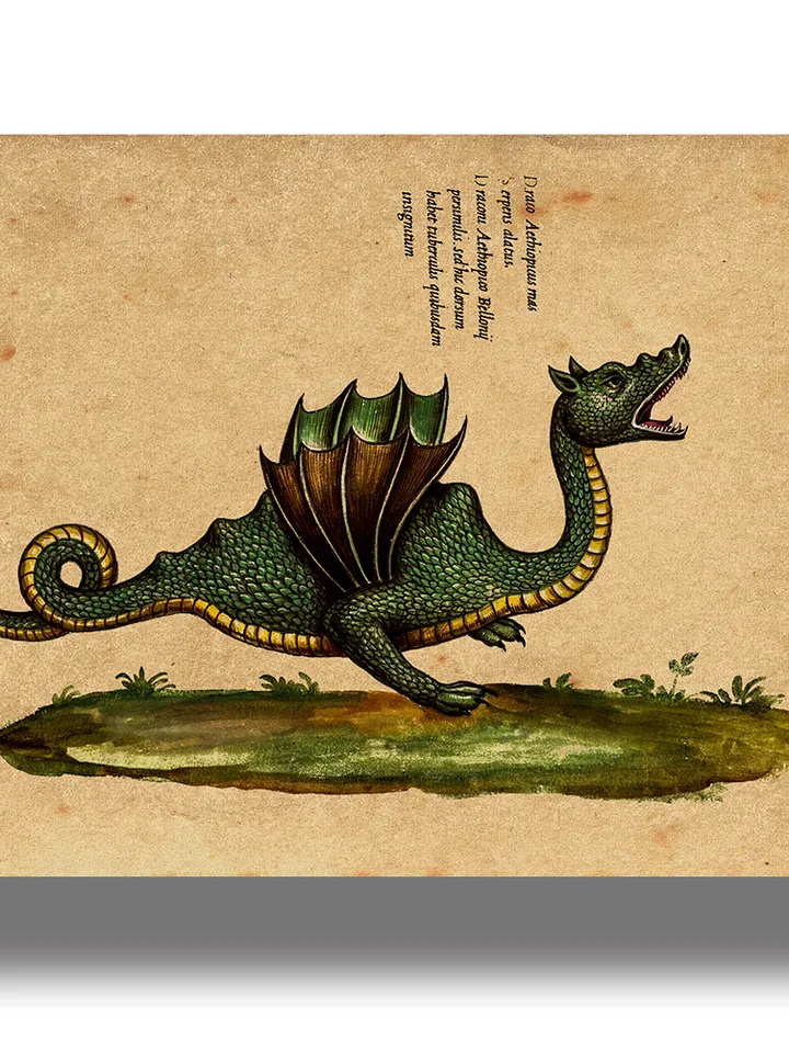 An ancient Dragon from the Monstrorum Historia. Snake art print. Medieval science art.