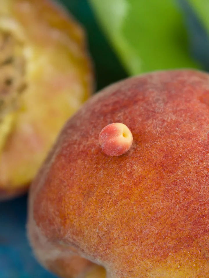 TUTORIAL Miniature peaches with polymer clay