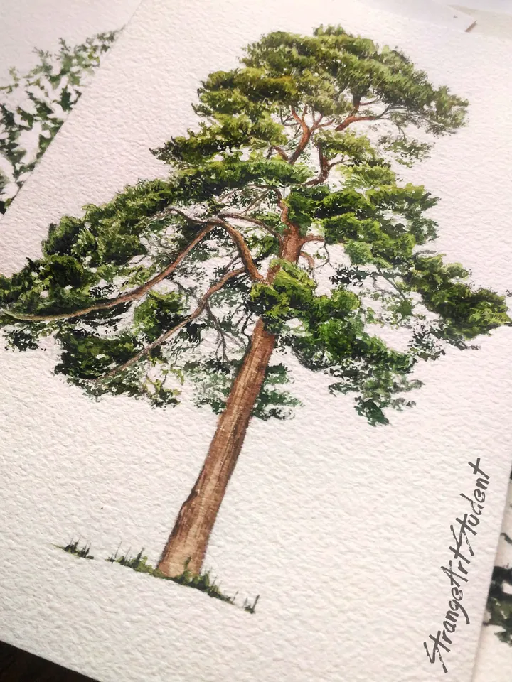Watercolor poster "PINE TREE"