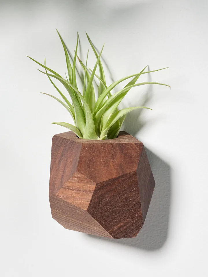 Walnut Geometric Air Plant Holder