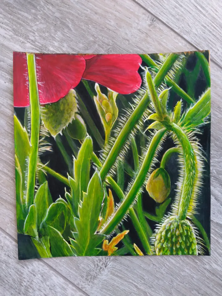 Poppies