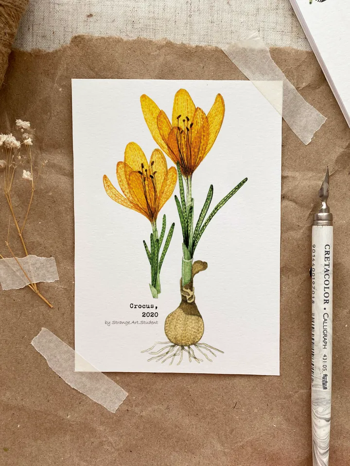 Set of 4 botanical postcards TRANSPARENT FLOWERS