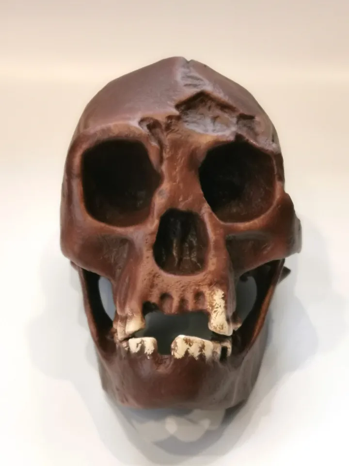 Homo Floresiensis Skull Replica (Hobbit), Prehistoric Fossil Collection, Realistic Hominid Skull