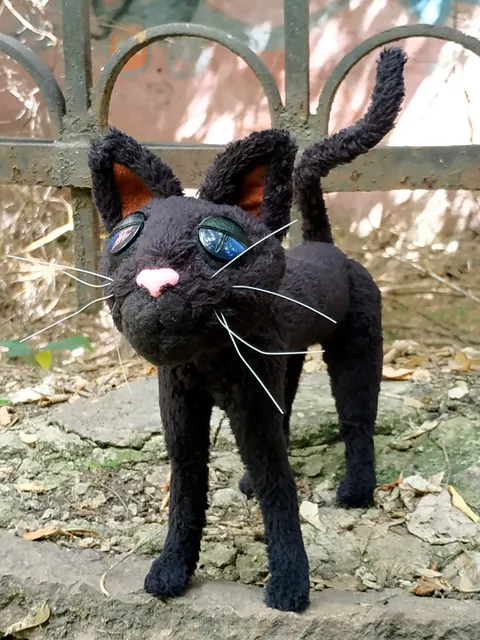 Coraline cat