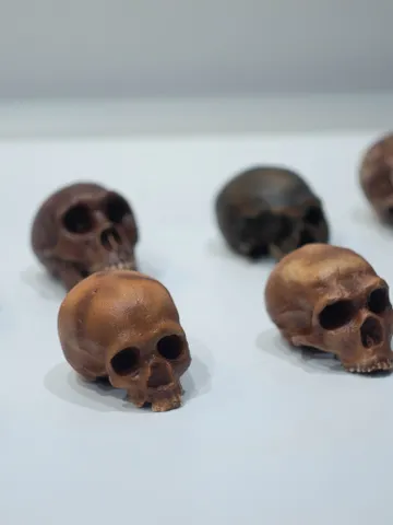 Small-Sized Set Hominid Skull "Neanderthal man" of Human Evolution, 3D Printed for Collection, Home Decor Museum Quality Anthropology Models $309.53
