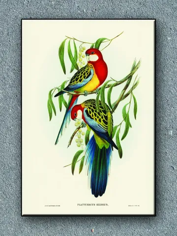 Eastern Rosella art print by John Gould 1840 Print on Canvas , Floating Frame Option, Modern Wall Art, Extra Large Canvas Wall Art $160.00
