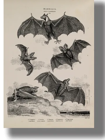 Vampire bats poster. $21.00