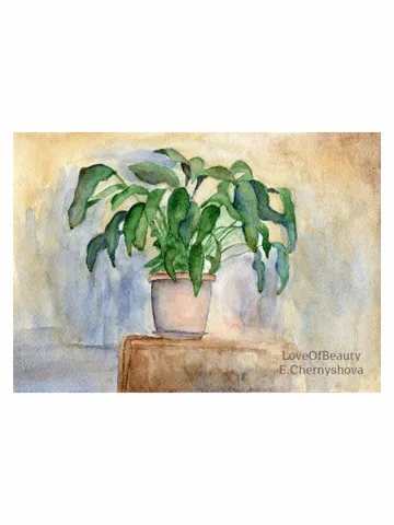 Spathiphyllum house plant $100.00