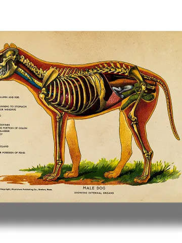 Dog internal organs. Vintage zoological illustration. $21.00