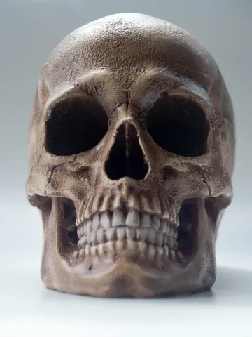 Homo Sapiens Skull Replica, Realistic Hominid Skull, Museum Quality $379.98