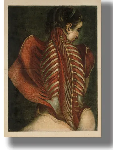 Muscles of the female back. Reproduction from a vintage medical atlas. $21.00
