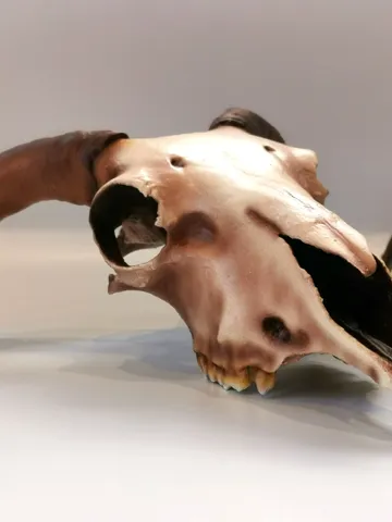 Ram Skull with Horns, Faux Taxidermy, Animal Skull, Anatomical Skull, Skull Decor $280.65