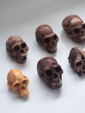 Small-Sized Hominid Skull "The Deadlock Branch" of Human Evolution, 3D Printed Set for Collection and Decor $326.85