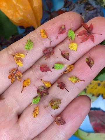 TUTORIAL Miniature autumn leaves with air dry clay | PDF + video