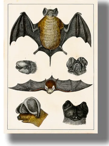 Beautiful vintage Bats from Natural History Art. $21.00