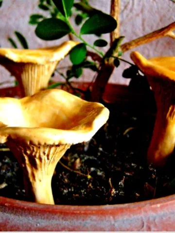 Ceramic big golden chanterelle. Mushroom Garden Decoration $30.00