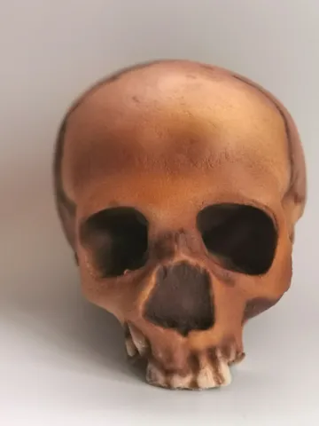 Homo Neanderthal from Teshik-Tosh Skull Replica, Prehistoric Fossil Collection, Realistic Hominid Skull, Museum Quality $347.64
