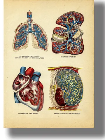 Interior of the heart, lungs, liver and stomach. $21.00