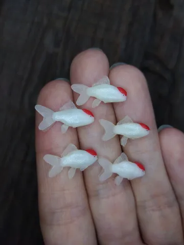 Miniature clay Red Cap Oranda goldfish 5 pcs, tiny fish for diorama, dollhouse or resin art $42.00