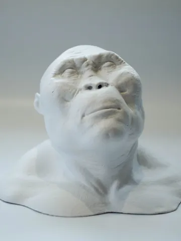 Paranthropus Boisei resin bust statue, Museum Quality Anthropology Model for Study $203.27