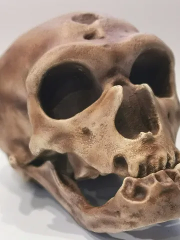 Homo Neanderthal Skull La Chapelle-aux-Saints Replica, The Old Man of La Chapelle, Prehistoric Fossil Collection, Realistic Hominid Skull $373.05