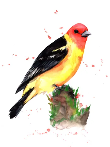 Tanager Bird Watercolour, bird painting, wall decor, birds lover gift, 8x11 in handmade art by Anne Gorywine $48.00
