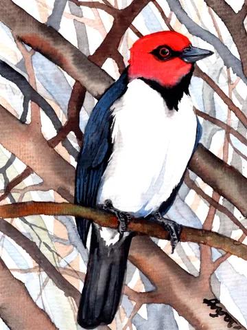 Woodpecker original watercolor, birds painting, handmade wall decor, 5x7 in art for bird lovers by Anne Gorywine $38.00