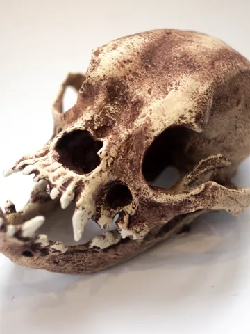 Buldog Skull, Dog Skull, Faux Taxidermy, Animal Skull, Anatomical Skull, Skull Decor