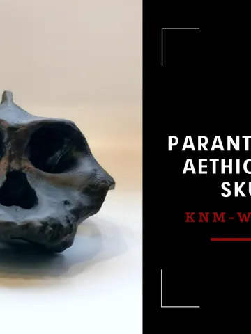 Paranthropus Aethiopicus Skull Replica, Prehistoric Fossil Collection, Realistic Hominid Skull, Museum Quality $236.76