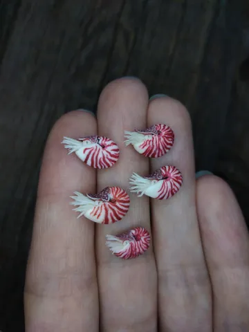Miniature clay Chambered Nautilus 5 pcs, tiny animal for diorama, dollhouse or resin art $50.00