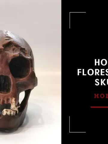 Homo Floresiensis Skull Replica (Hobbit), Prehistoric Fossil Collection, Realistic Hominid Skull $236.76