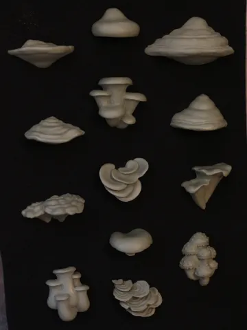 Set of 13 Magnets of Mushrooms (Unpainted)