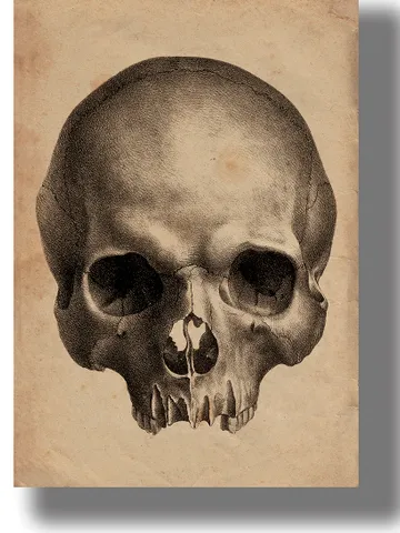 Human skull from a treatise on comparative phrenology. $21.00