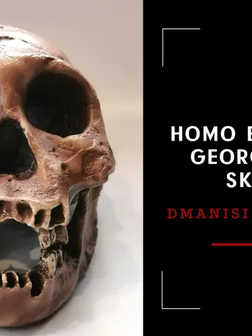 Homo Erectus Georgicus Skull Replica, Prehistoric Fossil Collection, Realistic Hominid Skull $347.64