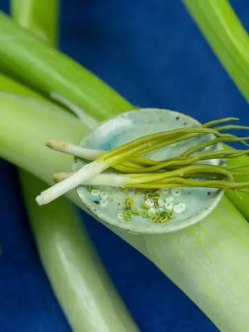 TUTORIAL Miniature green onion with polymer clay $11.00