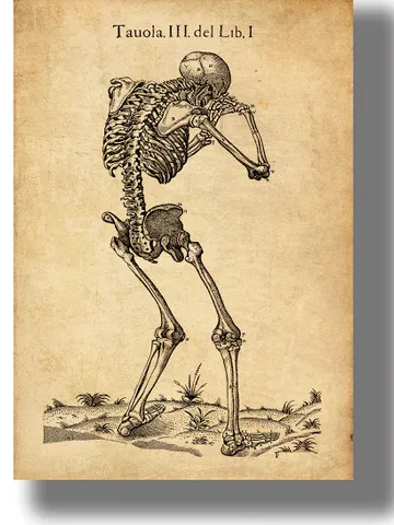 A crying skeleton. Illustration from a Renaissance anatomical atlas. $21.00
