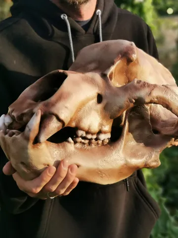 Cave Bear Anatomical Skull Replica, Prehistoric Animsl, Fossil Collection, Skull Decoration for Halloween, Oddities Faux Taxidermy $929.74